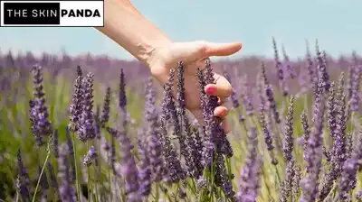 Lavender's Skin Soothing Properties