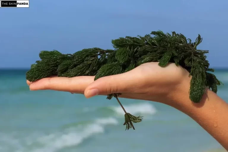 Algae Extract for Skin