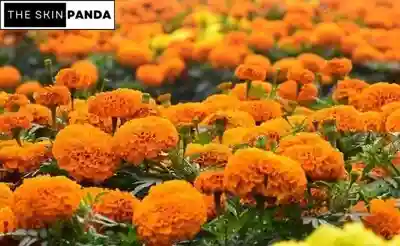 How to Use Marigold Flowers for Skin