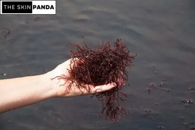 Red Algae Extract Benefits for Skin